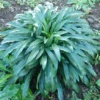 Foxglove, Grecian (Digitalis lanata) potted plant, organic - Image 2