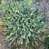 Greek Mountain Tea, South (Sideritis syriaca), packet of 20 seeds, Organic