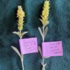 Greek Mountain Tea, South (Sideritis syriaca), packet of 20 seeds, Organic - Image 8