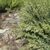 Oregano, Greek (Origanum heracleoticum) potted plant, organic
