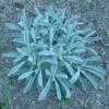 Greek Mountain Tea, South (Sideritis syriaca), packet of 20 seeds, Organic - Image 7