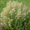 Oregano, Greek (Origanum heracleoticum) potted plant, organic - Image 2
