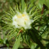 Gumweed (Grindelia) (Grindelia integrifolia), packet of 30 seeds, organic - Image 2