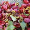 Guggul (Commiphora wightii), packet of 5 seeds, organic