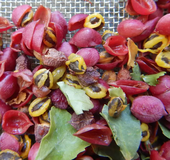 Guggul (Commiphora wightii), packet of 5 seeds, organic