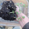Guggul (Commiphora wightii), packet of 5 seeds, organic - Image 4