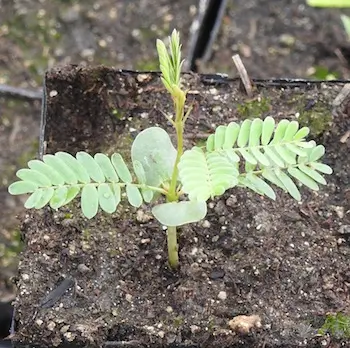 Acacia, Gum Arabic Tree (Acacia arabica) seeds