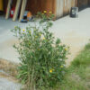 Gumweed (Grindelia) (Grindelia integrifolia), packet of 30 seeds, organic - Image 4