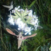 Soapwort (Saponaria officinalis), potted plant, organic - Image 3