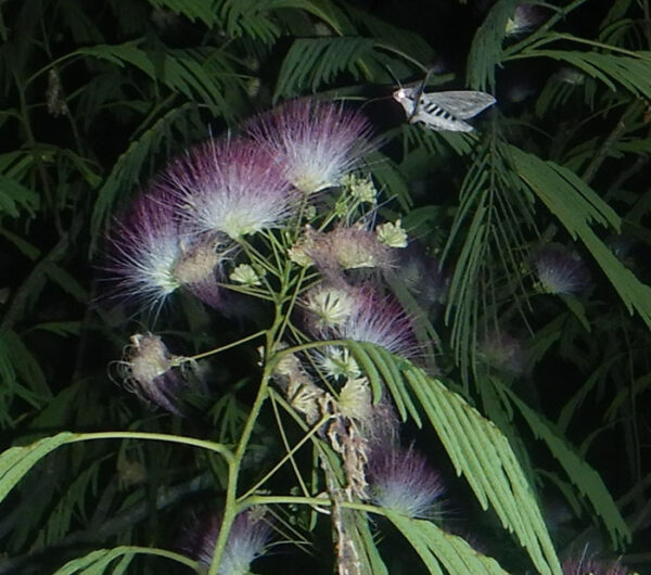 Mimosa (Albizia julibrissin), packet of 20 seeds - Image 8