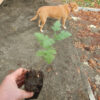 Hawthorn, Wild Form (Crataegus monogyna) potted tree, Organic - Image 2