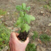 Hawthorn, Wild Form (Crataegus monogyna) potted tree, Organic