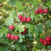 Hawthorn, Wild Form (Crataegus monogyna) seeds, organic