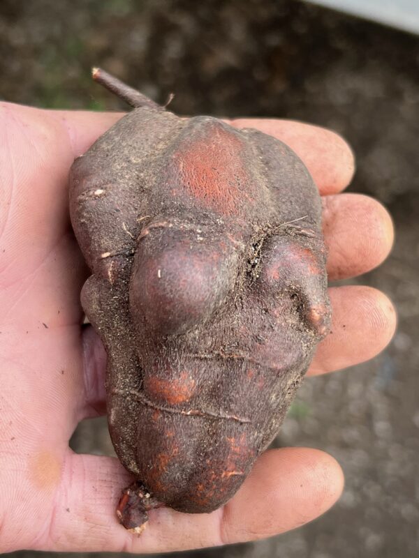 He-shou-wu (Polygonum multiflorum) potted plant, organic - Image 3
