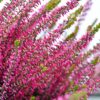 Heather (Calluna vulgaris) Blooming