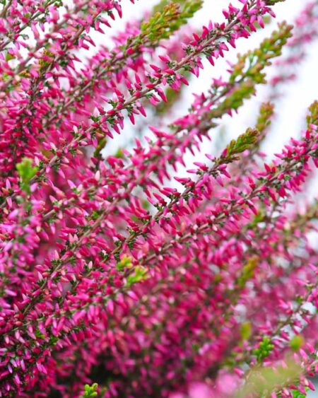 Heather (Calluna vulgaris) Blooming