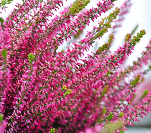 Heather (Calluna vulgaris) Blooming