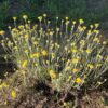 Helichrysum italicum seeds, organic - Image 7