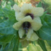 Henbane, Black (Hyoscyamus niger) seeds, organic [CA, CO, ID, KS, NV, NM, SD, UT, WA, WY No] - Image 4