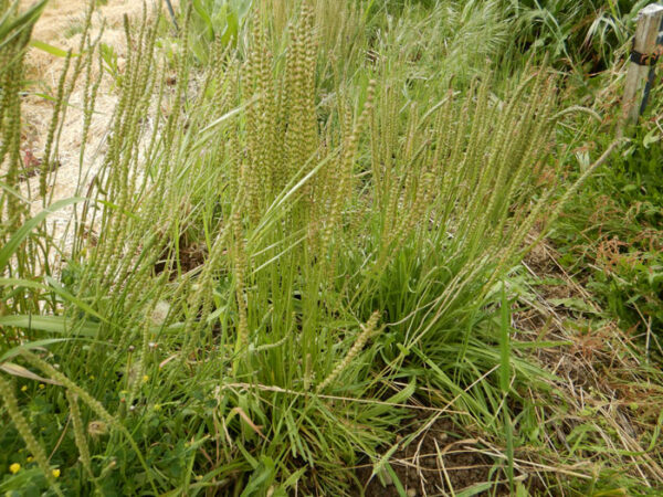 Plantain, Herba Stella (Plantago coronopus) potted plant, organic