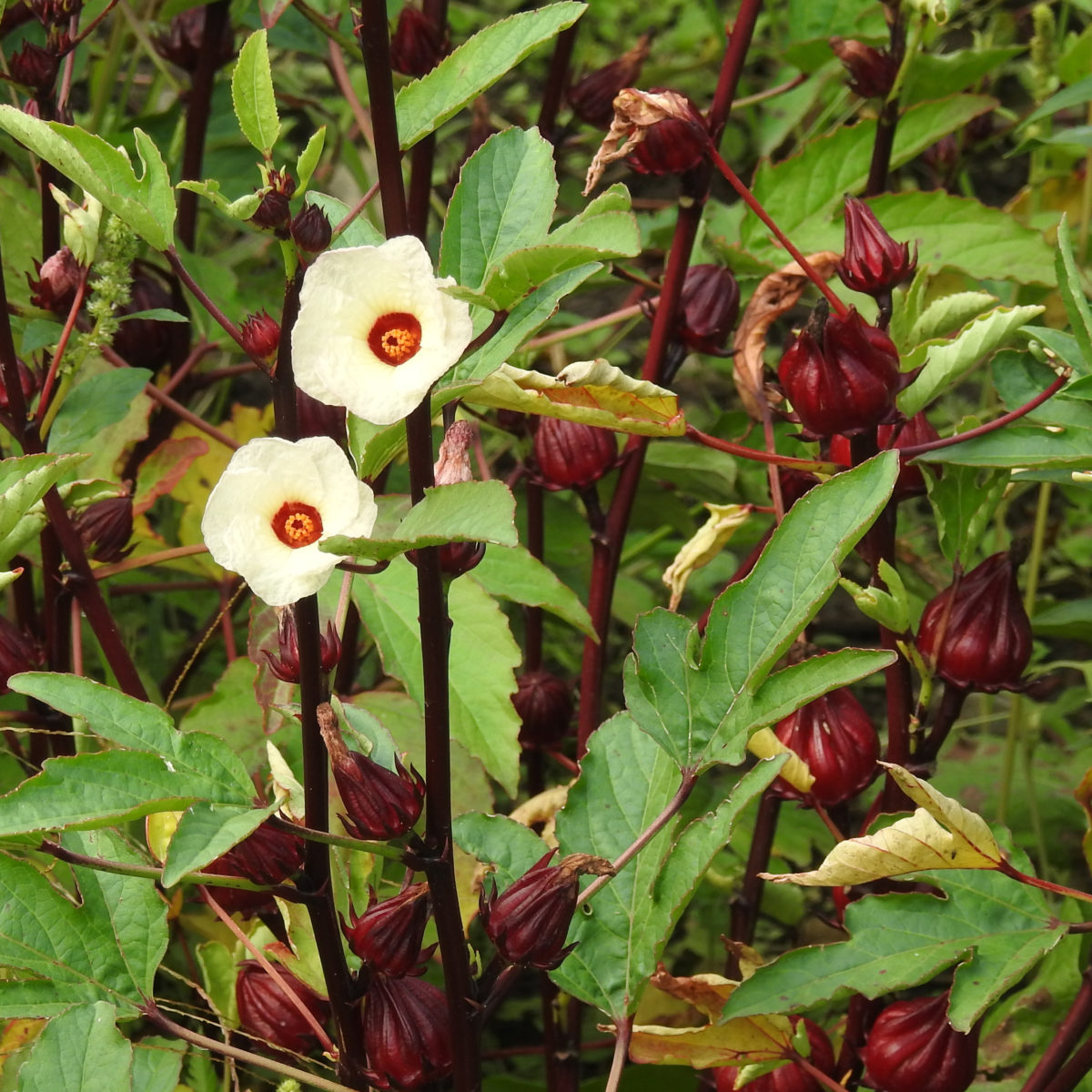 Hibiscus (Roselle) packet of 10 seeds, organic | Strictly Medicinal Seeds 