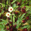 Hibiscus (Roselle) (Hibiscus sabdariffa) seeds, organic - Image 2