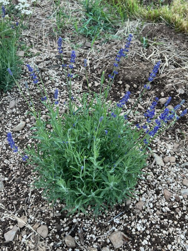 Lavender, Hidcote (Lavandula angustifolia var. hidcote) potted plant, organic - Image 6