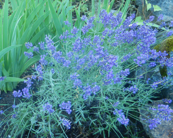 Lavender, Hidcote (Lavandula angustifolia var. hidcote), potted plant, organic