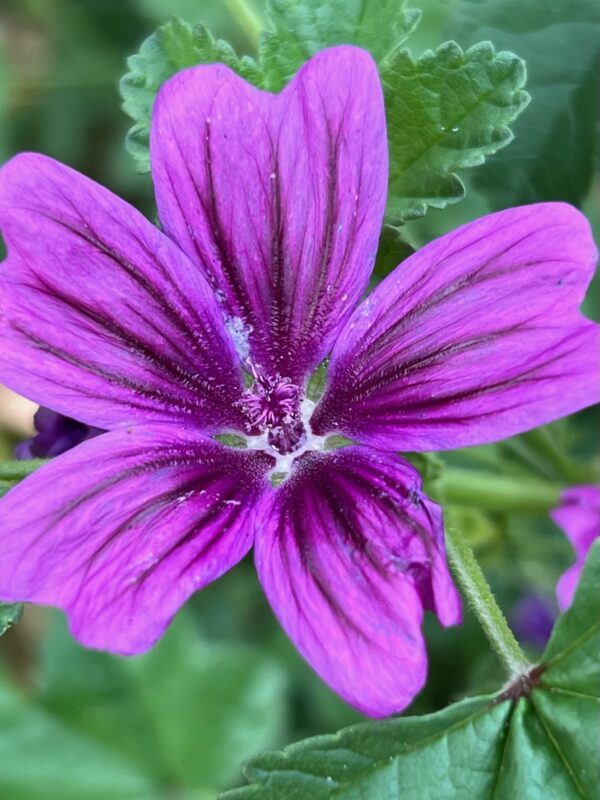 Mallow, High (Malva sylvestris), packet of 50 seeds, organic
