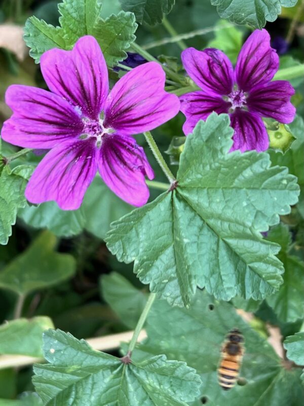 Mallow, High (Malva sylvestris), packet of 50 seeds, organic - Image 3
