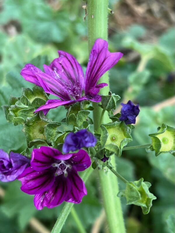 Mallow, High (Malva sylvestris), packet of 50 seeds, organic - Image 4