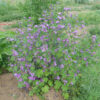 Mallow, High (Malva sylvestris), packet of 50 seeds, organic