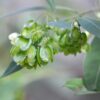 Hopbush (Dodonaea viscosa) Seed Pods