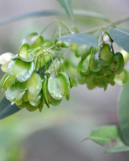 Hopbush (Dodonaea viscosa) Seed Pods