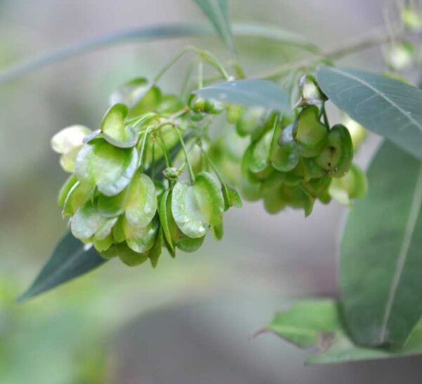 Hopbush (Dodonaea viscosa) Seed Pods