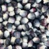 Corn, Hopi Blue (Zea mays), packet of 100 seeds, Organic - Image 7