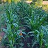 Corn, Hopi Blue (Zea mays), packet of 100 seeds, Organic - Image 2