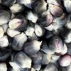 Corn, Hopi Blue (Zea mays), packet of 100 seeds, Organic - Image 6
