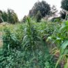 Corn, Hopi Blue (Zea mays), packet of 100 seeds, Organic - Image 4