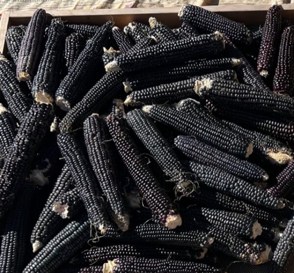 Corn, Hopi Blue (Zea mays), packet of 100 seeds, Organic