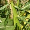 Corn, Hopi Blue (Zea mays), packet of 100 seeds, Organic - Image 5