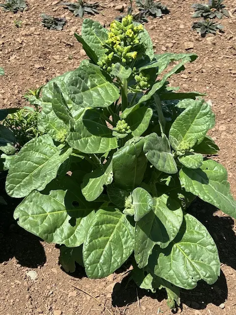 Tobacco, Hopi (Nicotiana rustica) seeds, organic - Image 7