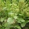 Tobacco, Hopi (Nicotiana rustica) seeds, organic - Image 3