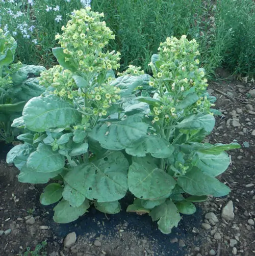 Tobacco, Hopi (Nicotiana rustica) seeds, organic - Image 5