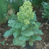 Tobacco, Hopi (Nicotiana rustica) seeds, organic