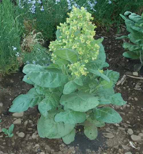 Tobacco, Hopi (Nicotiana rustica) seeds, organic