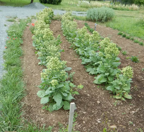 Tobacco, Hopi (Nicotiana rustica) seeds, organic - Image 2