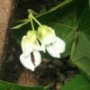 Bean, Hopi Yellow (Phaseolus vulgaris) packet of 10 seeds, organic - Image 2