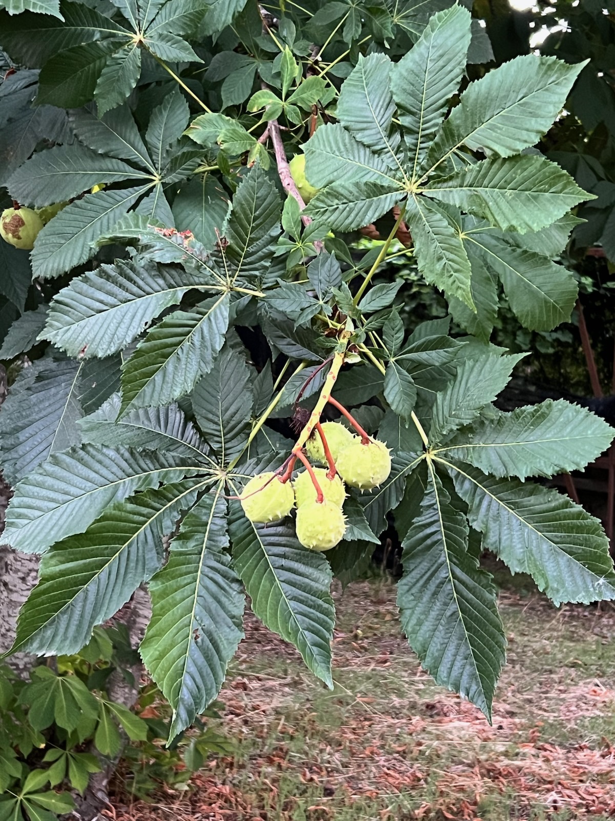 Horse Chestnut (Aesculus hippocastanum), potted tree, 9-inch-pot, organic - Image 6