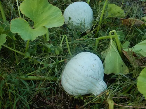 Squash, Blue Hubbard (Cucurbita maxima), packet of 10 Seeds, Organic
